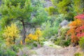 Autumn Forest landscape