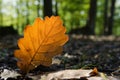 Autumn forest landscape