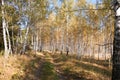 Autumn forest landscape.