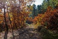 Autumn forest landscape. Bright colored oak leaves on the branch Royalty Free Stock Photo