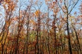 Autumn forest landscape. Bright colored oak leaves on the branch Royalty Free Stock Photo