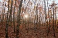 Autumn forest landscape. Bright colored oak leaves on the branch Royalty Free Stock Photo