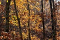 Autumn forest landscape. Bright colored oak leaves on the branch Royalty Free Stock Photo