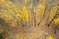 Autumn forest landscape. yellow trees and colorful leaves on forest floor. aerial view Royalty Free Stock Photo