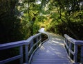 Autumn Foliage Landscape over Boardwalk in New England Forest Royalty Free Stock Photo