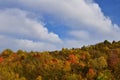 Autumn forest landscape Royalty Free Stock Photo