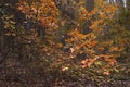 Autumn forest landscape. Colorful foliage on trees and grass. Amazing woodland. Scenery fall