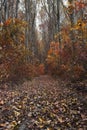 Autumn forest landscape. Colorful foliage on trees and grass. Amazing woodland. Scenery fall