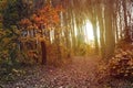 Autumn forest landscape. Colorful foliage on trees and grass shining on sunbeams Royalty Free Stock Photo