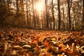 Autumn forest landscape with dried leaves and beech trees Royalty Free Stock Photo