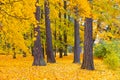 Autumn forest landscape. Gold color tree, red orange foliage in fall park. Royalty Free Stock Photo