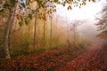 Autumn forest landscape,  panoramic nature  scenery, Carpathian mountains. Ukraine, Europe Royalty Free Stock Photo