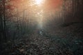 Autumn forest landscape,  panoramic nature  scenery, Carpathian mountains. Ukraine, Europe Royalty Free Stock Photo