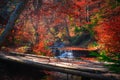 Autumn forest landscape with red lush foliage