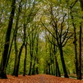 Autumn forest landscape scene. Royalty Free Stock Photo
