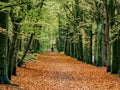 Autumn forest landscape scene. Royalty Free Stock Photo