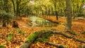 Autumn forest landscape scene. Royalty Free Stock Photo