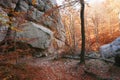 autumn forest landscape, stunning autumn dawn scenery Royalty Free Stock Photo