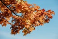 Autumn forest landscape on a sunny day with branch of yellow maple leaves on blue sky background Royalty Free Stock Photo