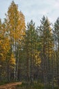 Autumn forest landscape with trees in the foreground Royalty Free Stock Photo