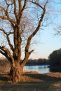 Autumn forest landscape, trees near river at sunset Royalty Free Stock Photo