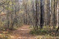 Autumn forest landscape, trees in park on sunny day Royalty Free Stock Photo