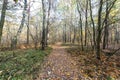 Autumn forest landscape, trees in park on sunny day Royalty Free Stock Photo