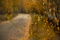 Autumn forest landscape. Yellow bright birch trees. A path in the autumn forest strewn Royalty Free Stock Photo