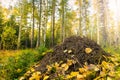 Autumn forest with a large anthill and forest ants