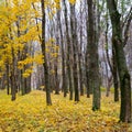 Autumn forest . Late fall. Overcast. Royalty Free Stock Photo