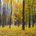 Autumn forest . Late fall. Overcast. Royalty Free Stock Photo