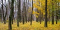 Autumn forest . Late fall. Overcast. A beautiful autumn forest w Royalty Free Stock Photo