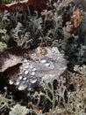 Autumn in the forest.leave with a rain drops Royalty Free Stock Photo