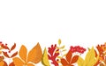 Autumn forest leaves and berries horizontal seamless border frame