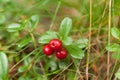 Autumn forest lingonberry branch, fresh antioxidant food