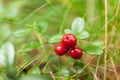 Autumn forest lingonberry branch, fresh antioxidant food