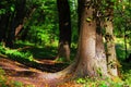 Autumn forest lit by the afternoon Royalty Free Stock Photo