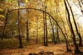 autumn forest lit by the setting sun golden leaves of trees in highlighted late october poland