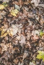 Autumn forest litter of fallen leaves of different colors - yellow, brown, dry, carpet of leaves Royalty Free Stock Photo