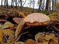 Autumn forest. A lone mushroom.