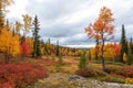 Autumn Forest in Lulea, Sweden Royalty Free Stock Photo