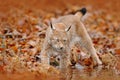 Autumn forest with lynx. Lynx walking in the orange leaves. . Wild animal hidden in nature habitat, Germany. Lynx between two tree