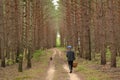 Autumn Forest. A man with a basket of mushrooms and a dog walking along the path. Royalty Free Stock Photo