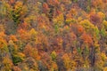 Autumn forest, many trees in hills, orange oak, yellow birch, green spruce, Bohemian Switzerland National Park, Czech Republic. Be