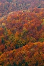 Autumn forest, many trees in the orange hills, orange oak, yellow birch, green spruce, Bohemian Switzerland National Park, Czech R