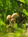 Autumn forest or meadowy mushrooms in grass. Beautiful closeup of forest mushrooms in garden. Gathering mushrooms. Ripe mushroom i Royalty Free Stock Photo