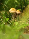 Autumn forest or meadowy mushrooms in grass. Beautiful closeup of forest mushrooms in garden. Gathering mushrooms. Ripe mushroom i Royalty Free Stock Photo