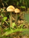 Autumn forest or meadowy mushrooms in grass. Beautiful closeup of forest mushrooms in garden. Gathering mushrooms. Ripe mushroom i Royalty Free Stock Photo