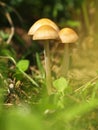 Autumn forest or meadowy mushrooms in grass. Beautiful closeup of forest mushrooms in garden. Gathering mushrooms. Ripe mushroom i Royalty Free Stock Photo