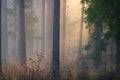 Autumn forest in mist. Beautiful woodland in morning sunlight. Amazing fall scene with trees in fog illuminated by morning sun Royalty Free Stock Photo